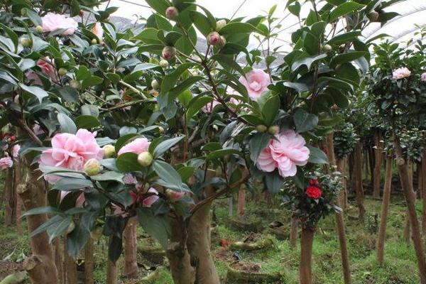 茶花树苗市场价格多少钱一棵,茶花树苗怎么种植