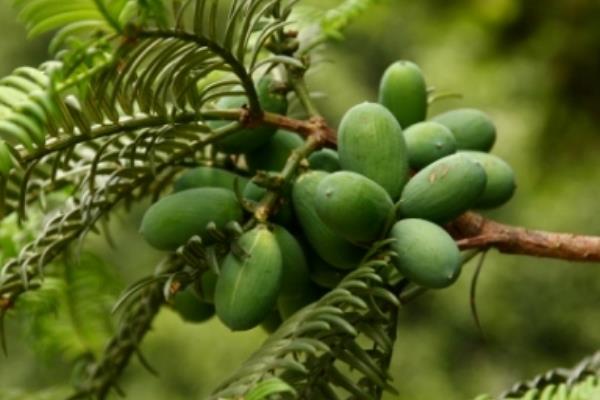 香榧树盆景怎么养香榧盆景种植方法