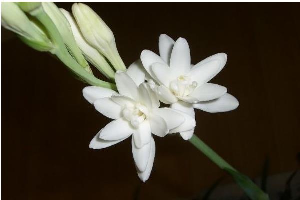 晚香玉花图片大全晚香玉花花语及寓意