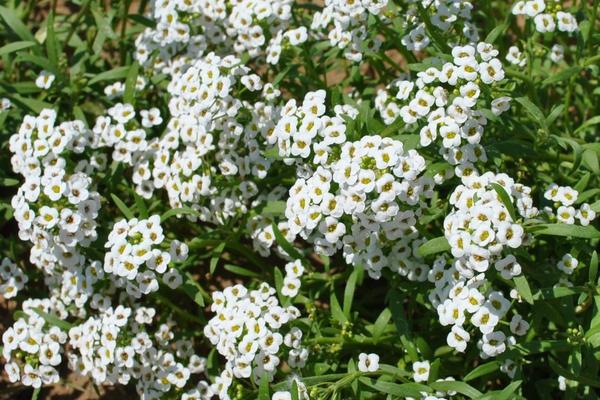 香雪球图片大全香雪球花语及寓意