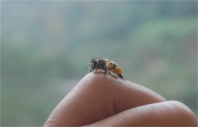 注意观察一般人被蜜蜂蜇后一般不会出现大的问题,除非是对蜂毒有过敏