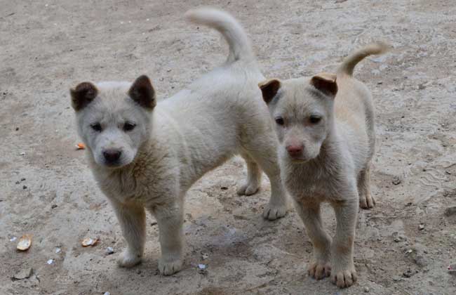 中华田园犬智商排多少名