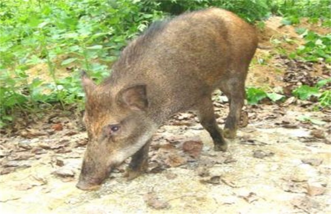 野猪养殖注意事项