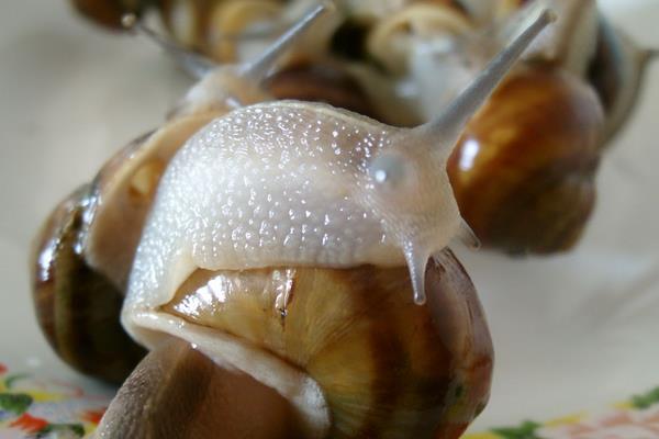蜗牛可以吃吗