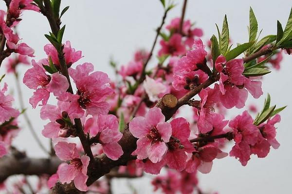 桃花和樱花的区别是什么,桃花是什么颜色