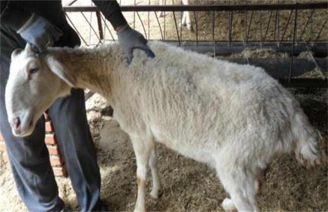 怀孕母羊驱虫方法