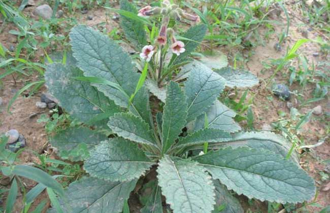 地黄种子价格及种植方法