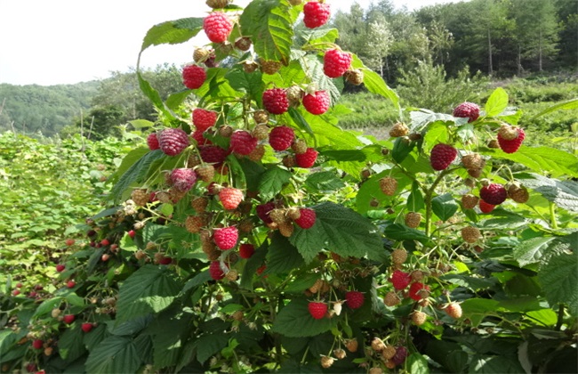 树莓种植管理