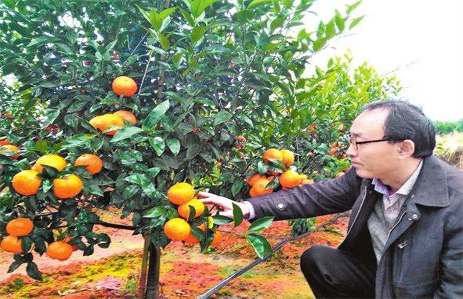 种植沃柑该注意些什么