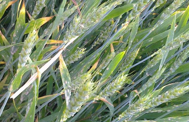小麦白粉病是一种世界性病害,在各主要产麦国均有分布,我国山东沿海