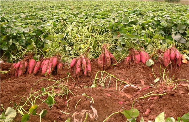 4,肥料红薯在生长过程中需要大量营养,对肥料的需求程度非常高,在种植