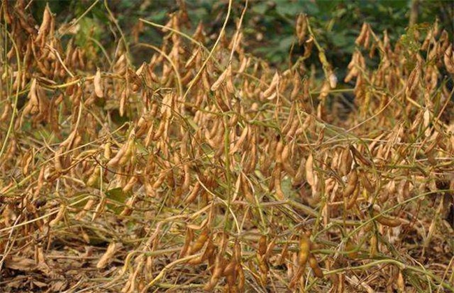 看土壤肥力和面积决定种植数量,贫瘠土地多种一些,肥沃土少种一些.