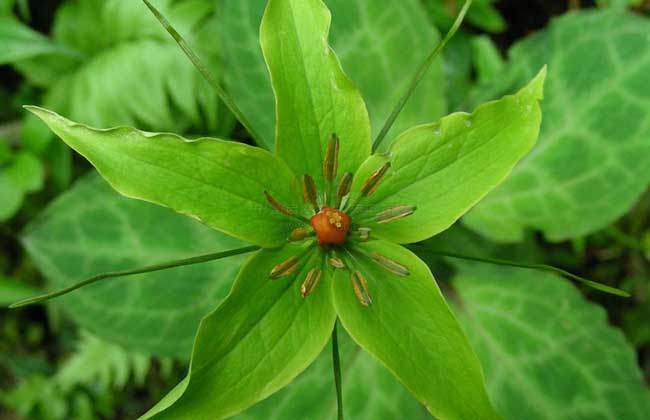 重楼的种植条件