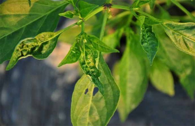 4,药害肥害在种植辣椒进行施肥用药工作时,如果用量不当的话,那么植株