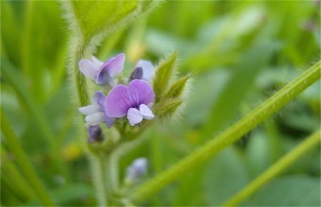 大豆花期管理要点