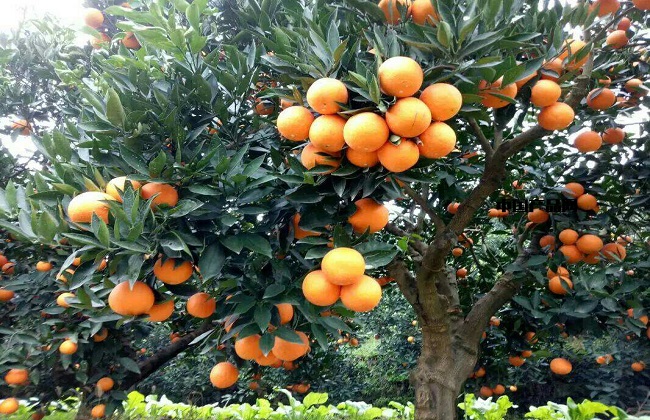 仔细观察橙子树的生长状态,发现有类似病症就要及时进行防治,具体的