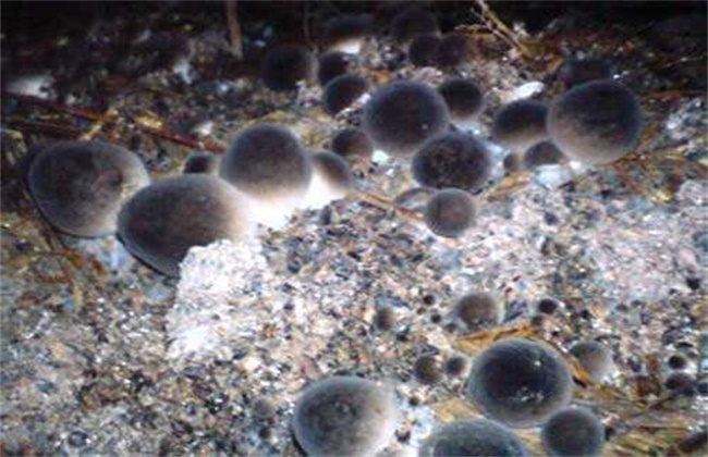 草菇是属恒温结实型食用菌,它的菌丝适宜生长温度在30-39度之间,低于