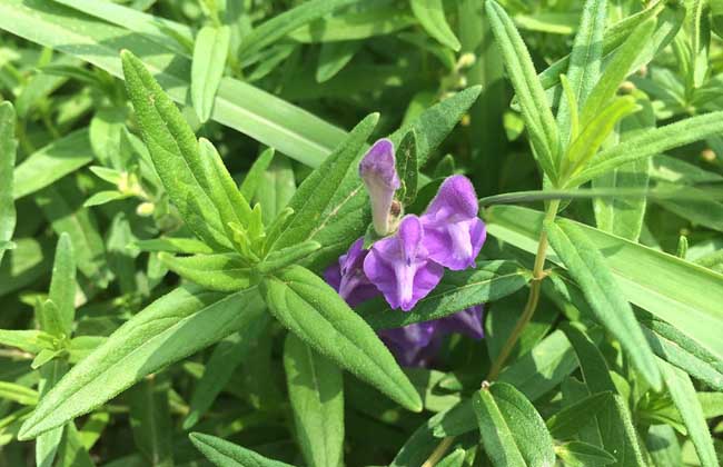 黄芩种子价格及种植方法