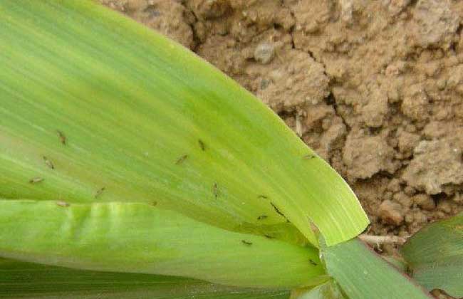 发生特点蓟马较喜干燥条件,在低洼窝风而干旱的玉米地发生多,在小麦