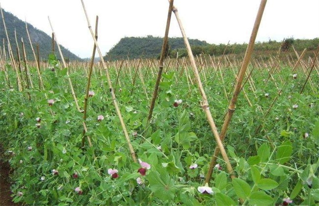 除了追施磷钾肥之外,还要经常观察荷兰豆的生长情况,定期对园内进行