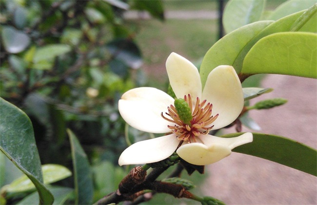 含笑花养殖方法 含笑花