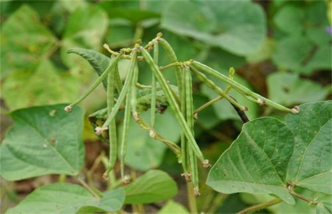 绿豆高产种植方法