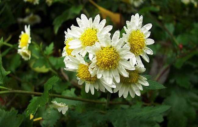 杭菊是"菊花茶"的主要原料,为菊科杭菊属多年生宿根草本植物,自古以来