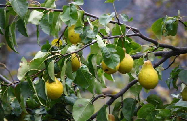 梨树种植效益