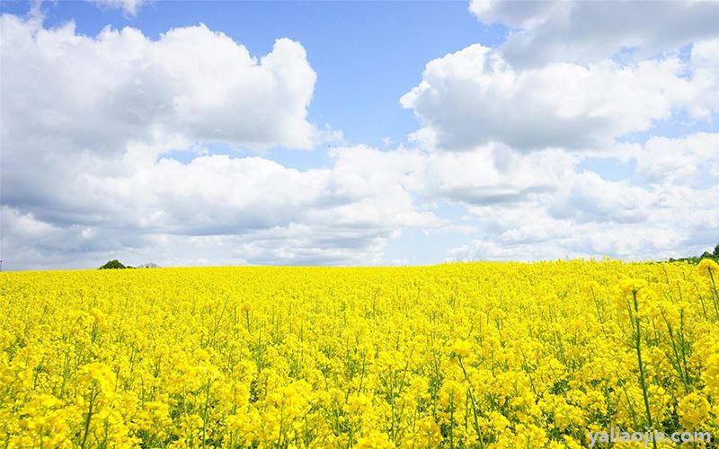 油菜花什么季节开