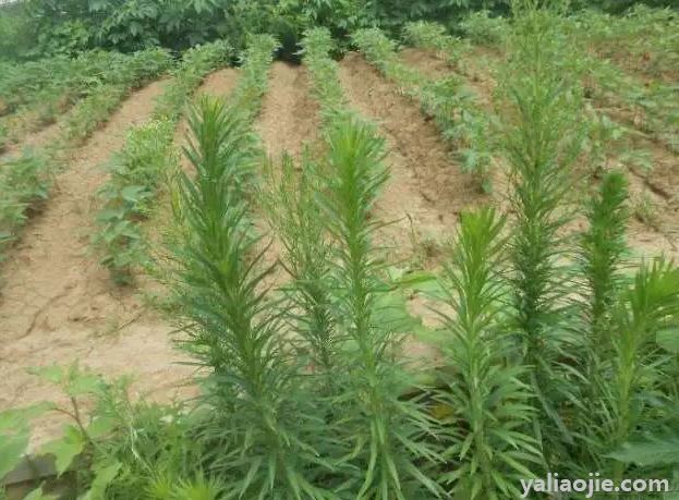 小蓬草的功效与作用有哪些