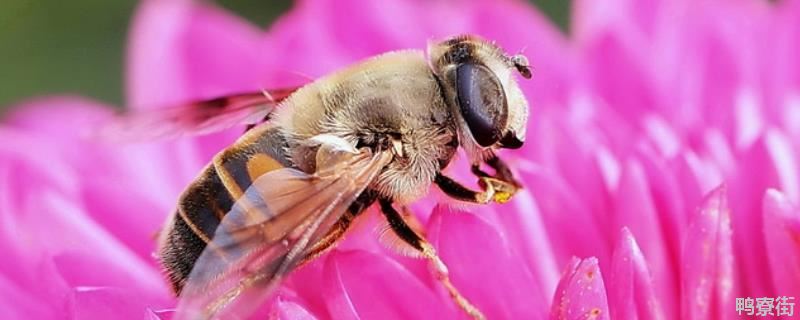 据鸭寮街了解到,蜜蜂在9-10月是否能分蜂通常与地区有关,在气候比较冷