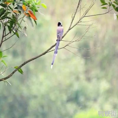 蓝桉已遇释槐鸟下一句是什么篮桉已遇释槐鸟下一句