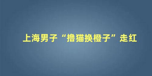 上海男子“撸猫换橙子”走红