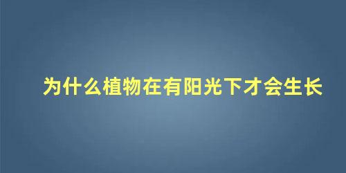 为什么植物在有阳光下才会生长 植物为什么需要阳光才能生长