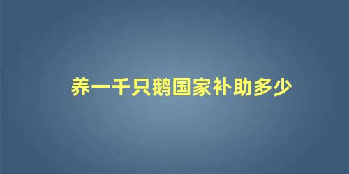 养一千只鹅国家补助多少 养鹅吃什么东西长得最快