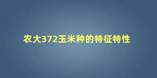 农大372玉米种的特征特性 中农大788和372哪个好