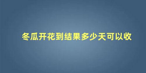 冬瓜开花到结果多少天可以收 冬瓜育苗几天出苗