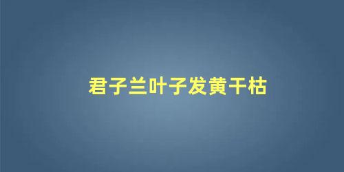 君子兰叶子发黄干枯