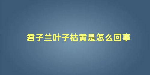 君子兰叶子枯黄是怎么回事 君子兰中间叶子干枯怎么办