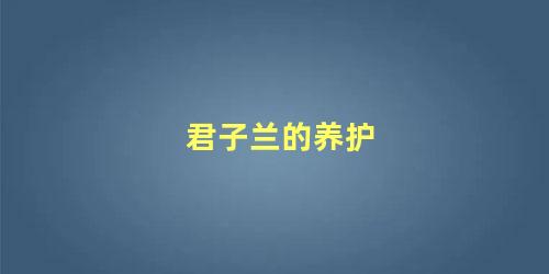 君子兰的养护 君子兰怎么养才能开花