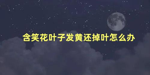 含笑花叶子发黄还掉叶怎么办