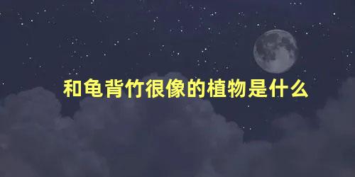 和龟背竹很像的植物是什么