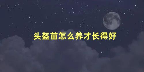 头盔苗怎么养才长得好 头盔苗怎么看品相