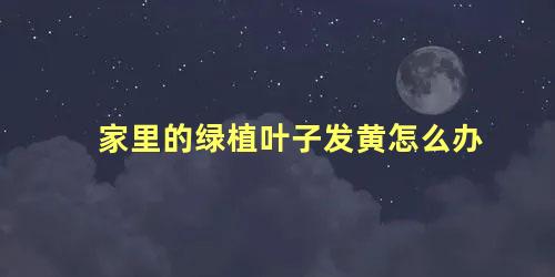 家里的绿植叶子发黄怎么办 盆栽植物叶子发黄怎么办