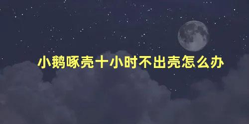 小鹅啄壳十小时不出壳怎么办 小鹅破壳后多久能出来