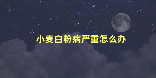 小麦白粉病严重怎么办 小麦白粉病影响多大产量