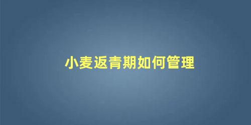 小麦返青期如何管理 小麦拔节期的管理技术