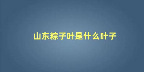 山东粽子叶是什么叶子 山东用什么包粽子