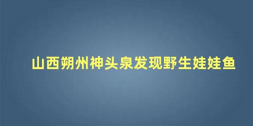 山西朔州神头泉发现野生娃娃鱼