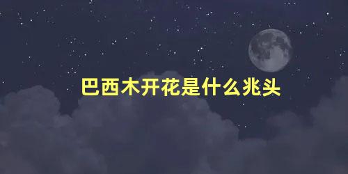 巴西木开花是什么兆头 巴西木开花期多长